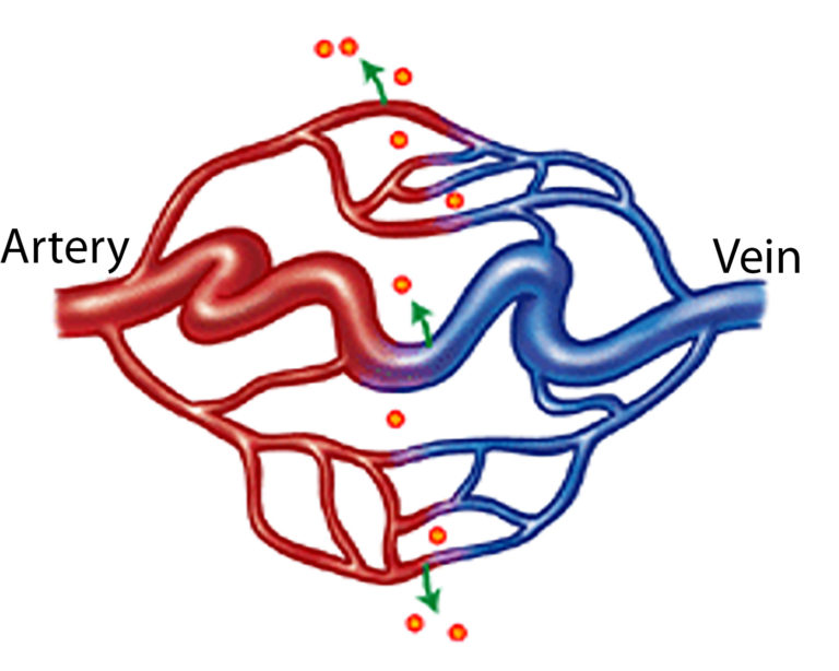 Medical Summary CureHHT