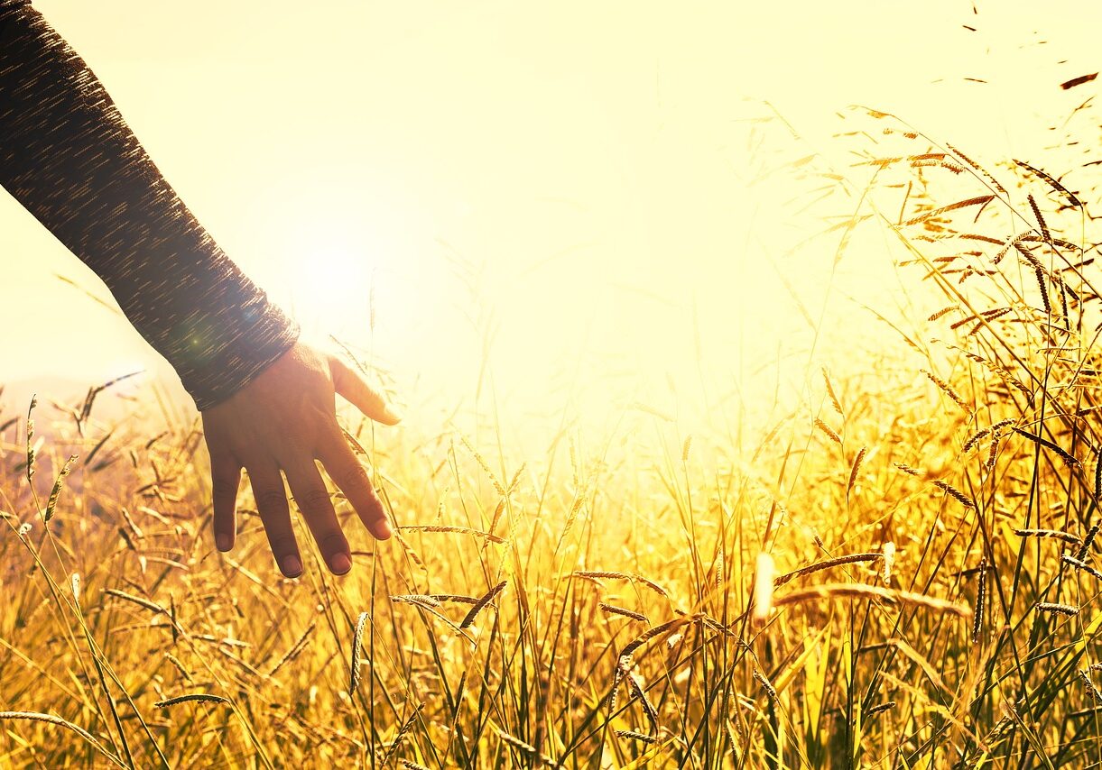 A hand brushing through tall golden wheat in warm sunlight.